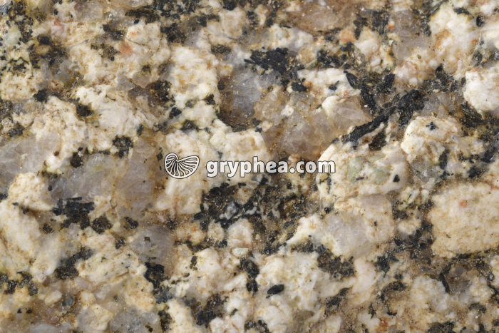 Granite altéré (détail) - gryphea.com